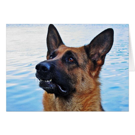 German Shepherd - Dog card