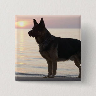 German Shepherd dog on Georgian Bay, Ontario, 2 Inch Square Button
