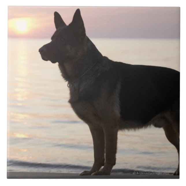 German Shepherd dog on Georgian Bay, Ontario, Tile (Front)