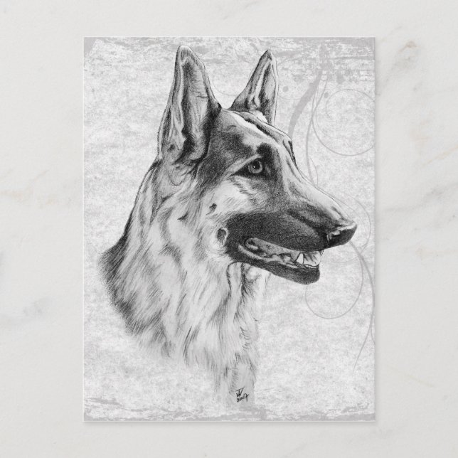 German Shepherd Dog Postcard (Front)