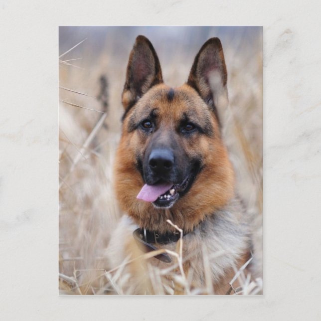 German Shepherd Dog Postcard (Front)