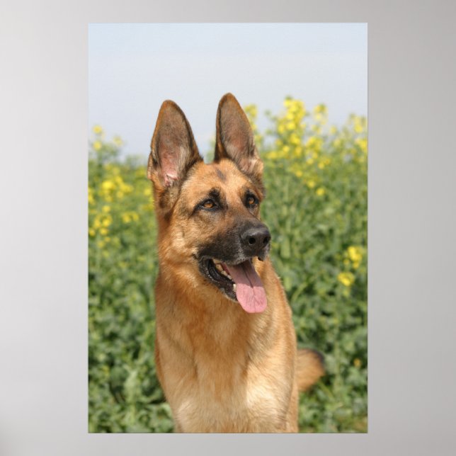 German Shepherd Dog poster print (Front)