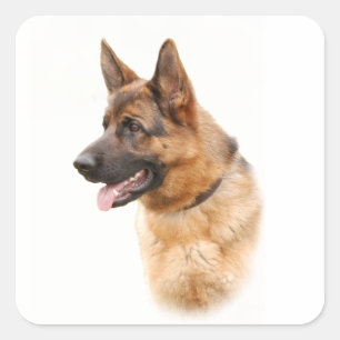 German shepherd dog square sticker