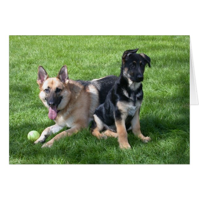German Shepherd Dogs - Blank inside (Front Horizontal)