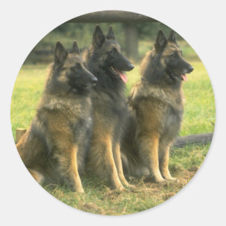 German Shepherd  Dogs Classic Round Sticker