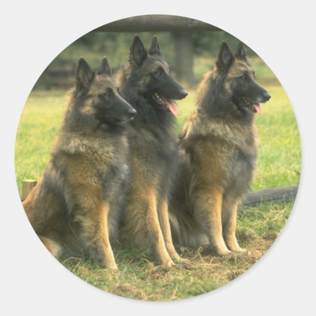German Shepherd  Dogs Classic Round Sticker (Front)