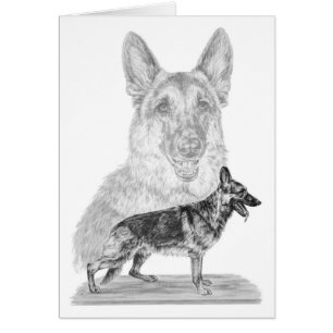 German Shepherd Dogs Drawing by Kelli Swan
