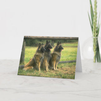 German Shepherd  Dogs Greeting Card