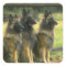 German Shepherd  Dogs