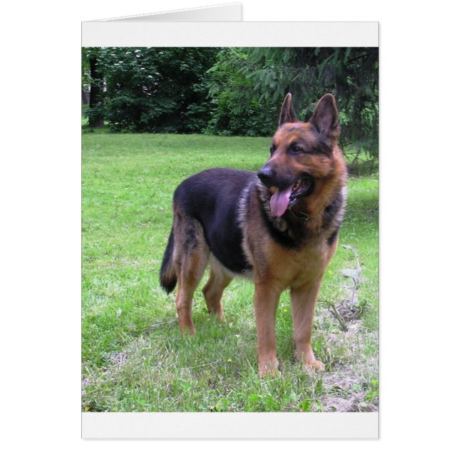 german shepherd full 2.png (Front)