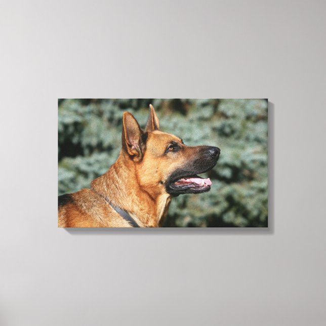 German Shepherd Headshot 1 Canvas Print (Front)