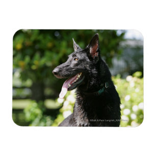 German Shepherd Headshot 2 Magnet