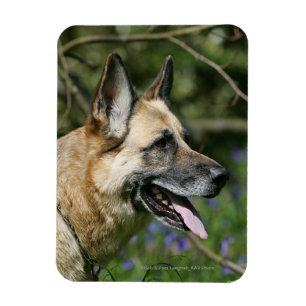 German Shepherd Headshot 3 Magnet