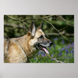 German Shepherd Headshot 3 Poster