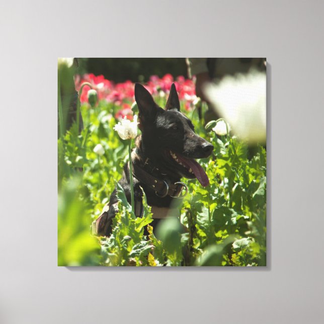 German Shepherd in a Field Canvas Print (Front)