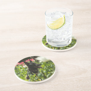 German Shepherd in a Field Coaster