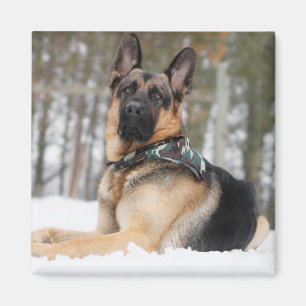 German Shepherd In Snow Magnet