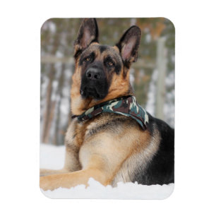 German Shepherd In Snow Magnet