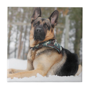 German Shepherd In Snow Tile