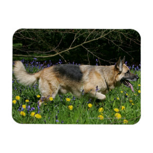 German Shepherd in Yellow Flowers Magnet