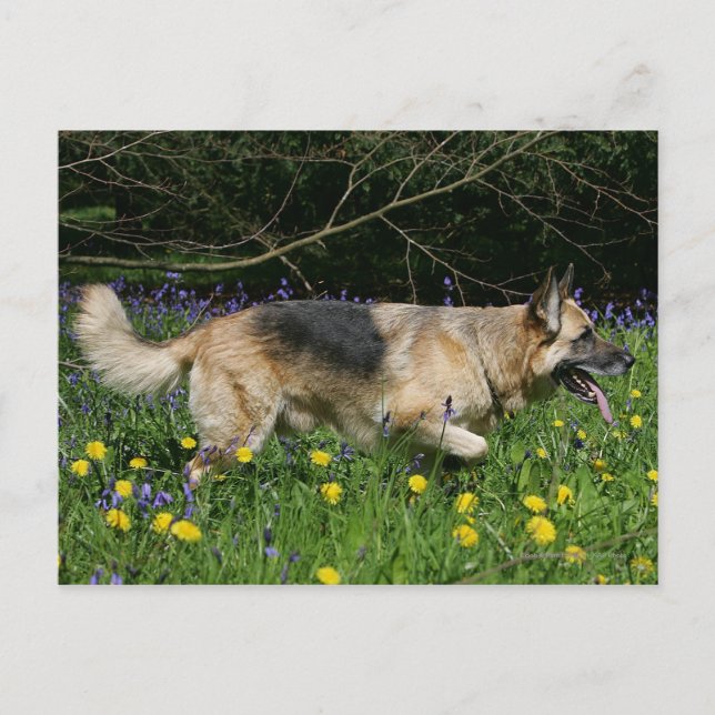 German Shepherd in Yellow Flowers Postcard (Front)