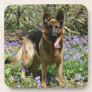German Shepherd Laying Down Coaster