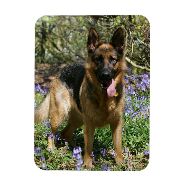 German Shepherd Laying Down Magnet (Vertical)
