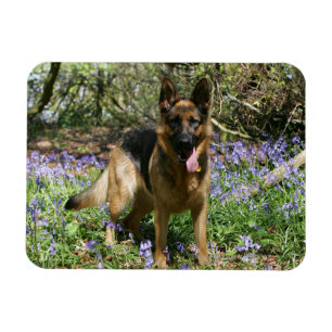 German Shepherd Laying Down Magnet