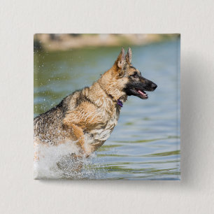 German Shepherd Leaps Into Water 2 Inch Square Button