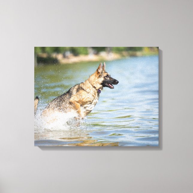 German Shepherd Leaps Into Water Canvas Print (Front)