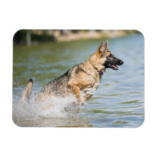 German Shepherd Leaps Into Water Magnet