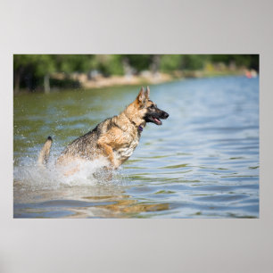 German Shepherd Leaps Into Water Poster