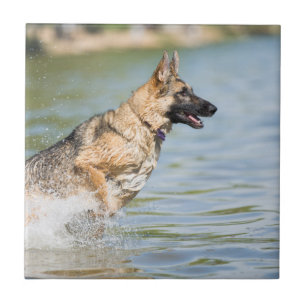 German Shepherd Leaps Into Water Tile