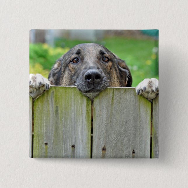 German Shepherd Looking Over Fence 2 Inch Square Button (Front)