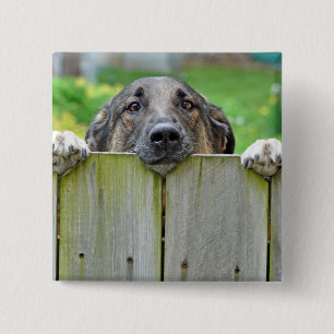 German Shepherd Looking Over Fence 2 Inch Square Button