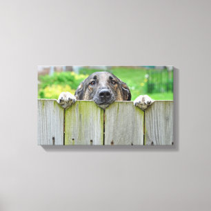 German Shepherd Looking Over Fence Canvas Print