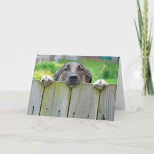German Shepherd Looking Over Fence Card