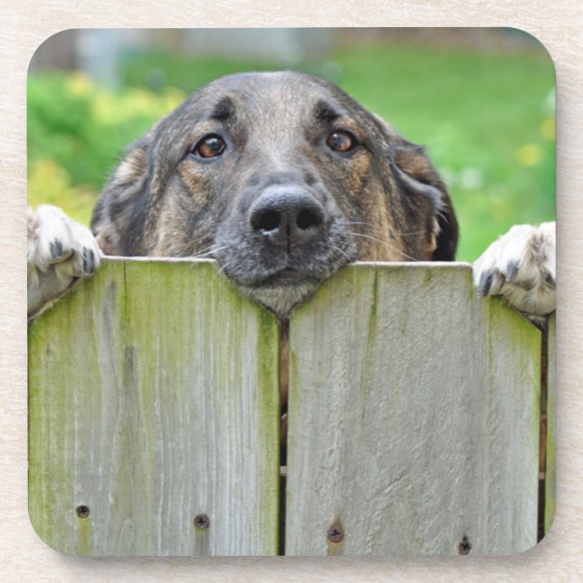 German Shepherd Looking Over Fence Coaster (Front)