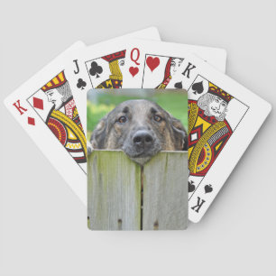 German Shepherd Looking Over Fence Playing Cards