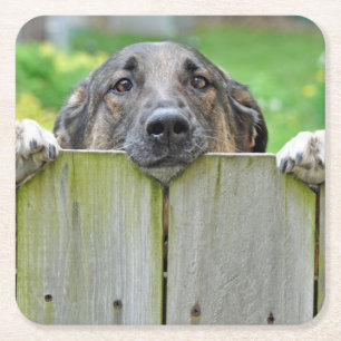 German Shepherd Looking Over Fence Square Paper Coaster
