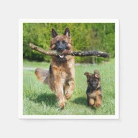 German Shepherd
