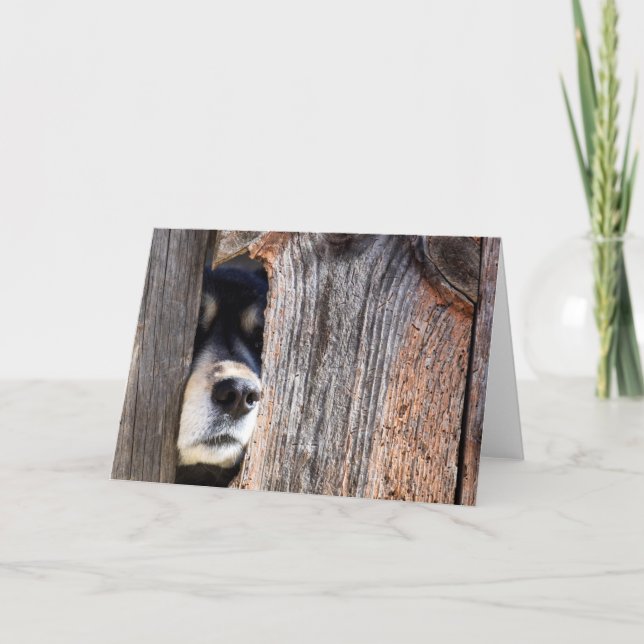 German Shepherd Nose Peeking Through Fence Card (Front)