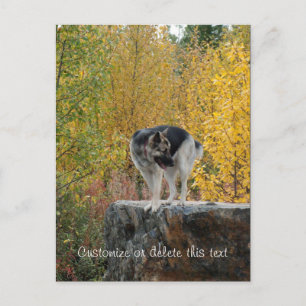 German Shepherd on a Rock; Customizable Postcard