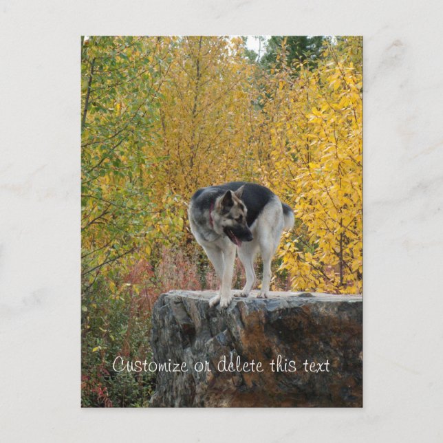 German Shepherd on a Rock; Customizable Postcard (Front)
