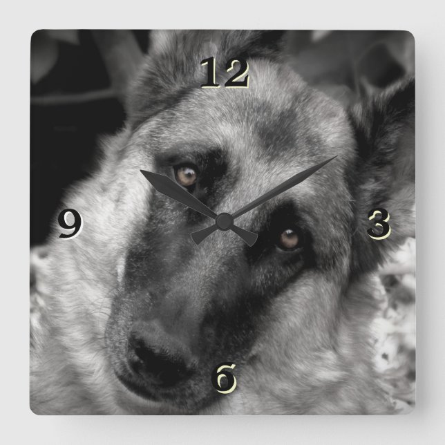 German Shepherd Photo Wall Clock (Front)