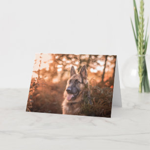German shepherd portrait holiday card