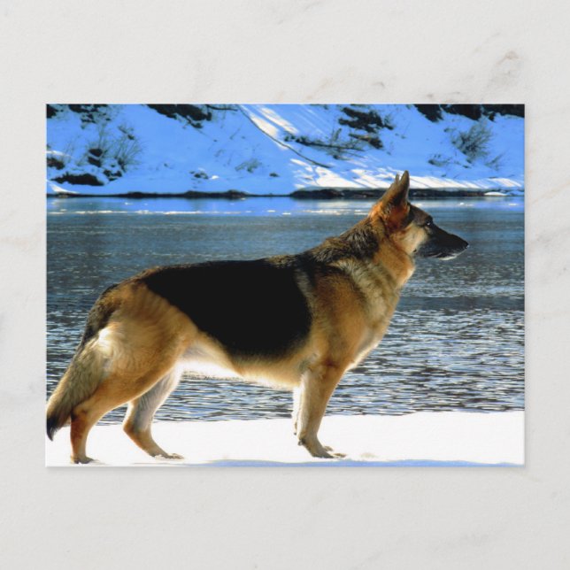 German Shepherd Postcard (Front)