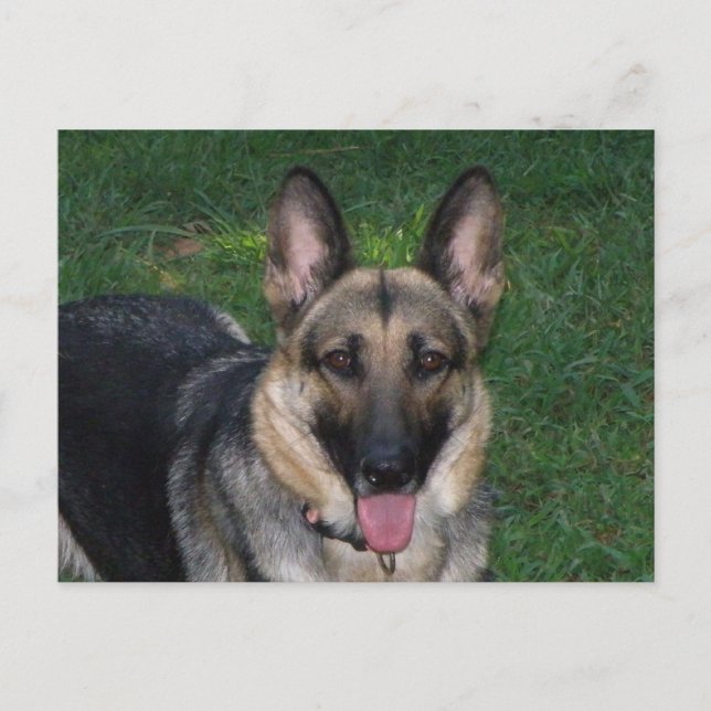 German Shepherd Postcard (Front)