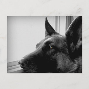 German Shepherd Postcard