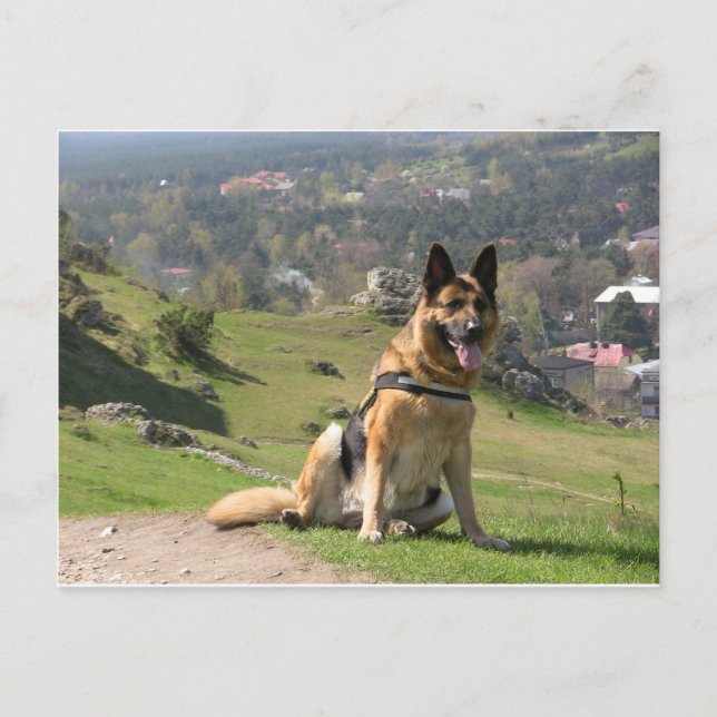 German Shepherd Postcard (Front)
